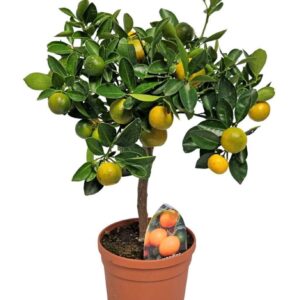 Citrofortunella x microcar Citrus Calamondin Stem
(6 Plants/Order)(15cmP 50cmH)