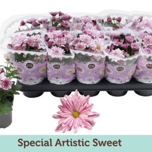Chrysanthemum Grazi Chrysanthemum Special Artistic Sweet
(10 Plants/Order)(12cmP 25cmH)