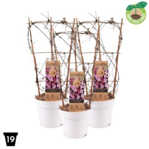 Clematis Montana Clematis montana 'Fincent' P19 op Rack
(1 Plants/Order)(19cmP 60cmH)