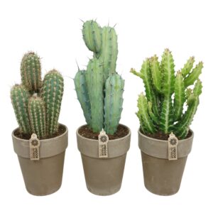 Cactus Cactus mix in 19 cm 'Grijze Vaaspot'
(3 Plants/Order)(17cmP 50cmH)