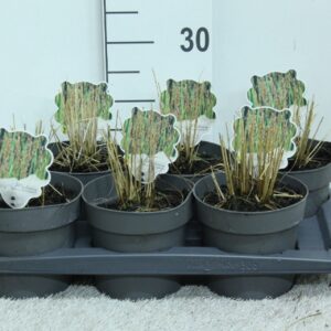 Molinia caerulea Molinia caerulea 'Edith Dudszus' P17
(1 Plants/Order)(17cmP 25cmH)