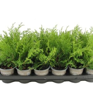 Microbiota decussata Microbiota decussata
(24 Plants/Order)(9cmP 15cmH)