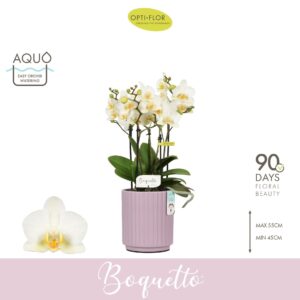 Phalaenopsis Multiflora Boquetto Beauty 3-5 spike in Molise Lilac Aquo
(6 Plants/Order)(12cmP 45cmH)