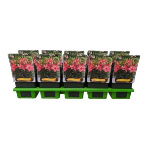 Lilium Lilium 'Rozalynn' P11
(10 Plants/Order)(11cmP 25cmH)