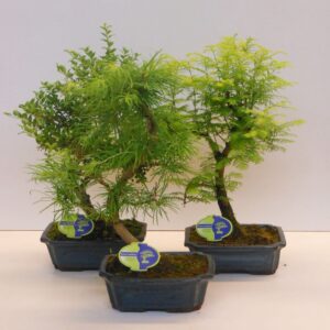Bonsai Bonsai mix outdoor, 24cm., shape, without drip tray - Partly without leaves in w
(3 Plants/Order)(23cmP 50cmH)