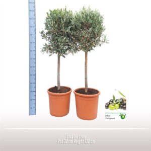 Olea europaea Olea op stam
(1 Plants/Order)(30cmP 130cmH)