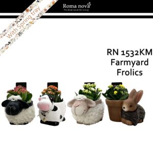 Kalanchoe 1532KM - Farmyard Frolics (Kalanchoe mix)
(5 Plants/Order)(16cmP 18cmH)