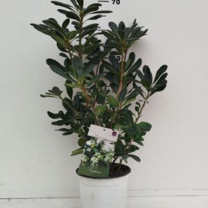 Pittosporum tobira Pittosporum tobira
(1 Plants/Order)(19cmP 30cmH)