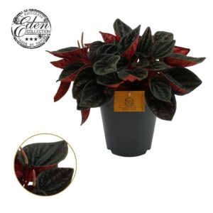 Peperomia Peperomia rojo Grande 15cm
(6 Plants/Order)(15cmP 25cmH)
