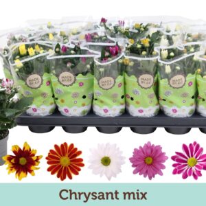 Chrysanthemum Indicum Chrysanthemum mix
(18 Plants/Order)(9cmP 22cmH)