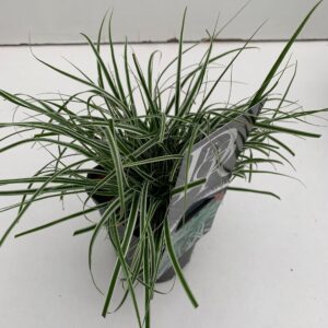 Carex oshimensis Everest Carex 'Everest'
(10 Plants/Order)(13cmP 25cmH)