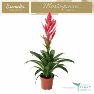 Tillandsia Ziva Tillandsia Ziva
(10 Plants/Order)(12cmP 50cmH)