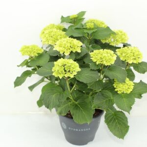 Hydrangea Schneeball Hydrangea Crystal Palace (Hortensia)
(1 Plants/Order)(23cmP 50cmH)