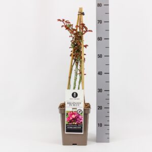 Rosa Rosa (K) Rhapsody in Blue ®, C5, 4 stok 90 cm
(1 Plants/Order)(23cmP 40cmH)