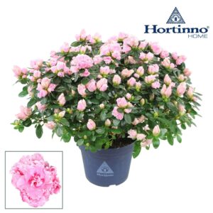 Rhododendron Hortinno Classic Bicol Hortinno® Home 'Classic Bicolor' 35 - 37 cm
(6 Plants/Order)(15cmP 35cmH)