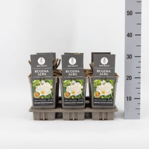 Rosa rugosa Alba Rosa rugosa 'Alba', C3
(6 Plants/Order)(17cmP 35cmH)