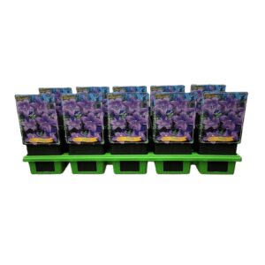 Platycodon grandiflorus Platycodon grandiflorus P11
(10 Plants/Order)(11cmP 25cmH)