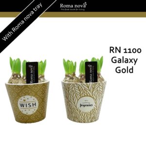 Hyacinthus Arrangement 1100 - Galaxy Gold (Hyacint)
(5 Plants/Order)(14cmP 22cmH)