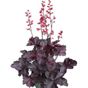 Heuchera Heuchera 'Timeless Night'
(1 Plants/Order)(17cmP 25cmH)