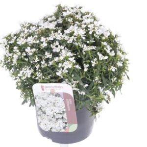 Iberis sempervirens Snow Cone Iberis sempervirens Snow Cone
(8 Plants/Order)(13cmP 20cmH)