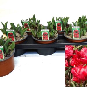 Tulipa other Dubble red
(6 Plants/Order)(14cmP 16cmH)