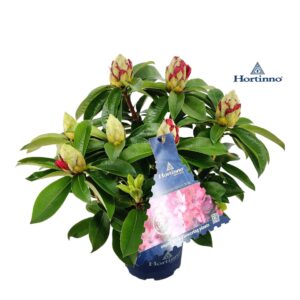 Rhododendron Rhododendron 40cm /3 liter 'XXL' kleurtonend
(3 Plants/Order)(19cmP 50cmH)