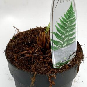 Athyrium filix-femina Athyrium filix-femina ES15 1,7l
(6 Plants/Order)(15cmP 15cmH)