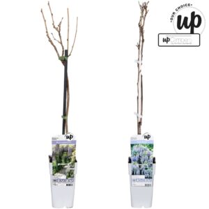 Wisteria other Wisteria Our Choice mix tray P15
(10 Plants/Order)(15cmP 70cmH)