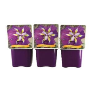 Iris ensata Iris ensata 'Loyalty' C5
(1 Plants/Order)(21cmP 35cmH)