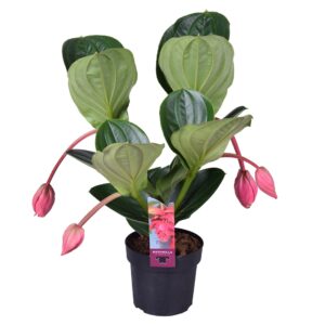 Medinilla Flamenco Medinilla Magnifica Flamenco 2 etage 4 bud
(5 Plants/Order)(17cmP 55cmH)