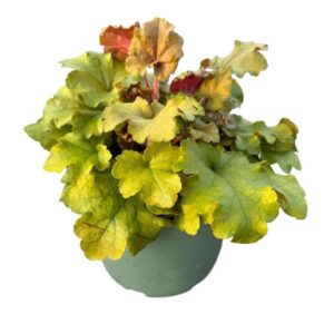 Heuchera Heuchera 'Marmelade'
(1 Plants/Order)(17cmP 25cmH)