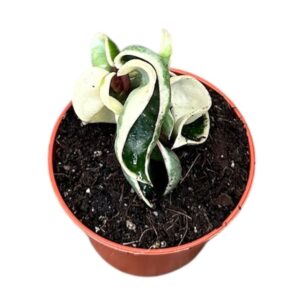 Hoya Hoya Compacta Variegata
(20 Plants/Order)(6cmP 8cmH)