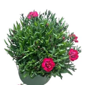 Carnation Diantica Early Love Carnation 'Early Love'
(1 Plants/Order)(17cmP 35cmH)