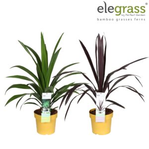 Cordyline Superstar Cordyline mix laag P23
(27 Plants/Order)(23cmP 100cmH)