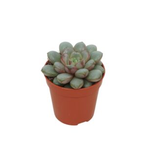 Echeveria Graptoveria 5,5 cm
(20 Plants/Order)(5.5cmP 8cmH)