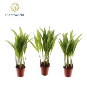 Chrysalidocarpus Tiny Pammy (Areca)
(20 Plants/Order)(5.5cmP 25cmH)