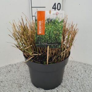Miscanthus sinensis Strictus Miscanthus Sin. Strictus Dwarf P26
(1 Plants/Order)(26cmP 40cmH)