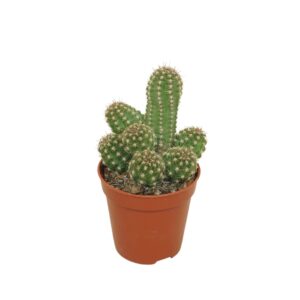 Chamaecerus Sylverstrii Hybriden Chameocereus Ubink 'Cerise' 5,5 cm
(20 Plants/Order)(5.5cmP 8cmH)