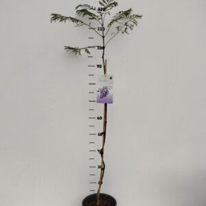 fruit trees and -heesters ov Jaccaranda mimosifolia
(1 Plants/Order)(19cmP 60cmH)