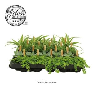 Indoor plants mixed tray 5,5cm mix A
(20 Plants/Order)(5.5cmP 10cmH)