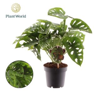 Monstera obliqua Leichtlinii Monstera obliqua 'Monkey Leaf'
(10 Plants/Order)(12cmP 30cmH)