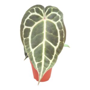 Anthurium Leaf DocBlock Anthurium Michelle® '1' X Michelle® '11'
(5 Plants/Order)(9cmP 15cmH)