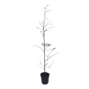 Carpinus betulus Carpinus betulus
(1 Plants/Order)(21cmP 120cmH)