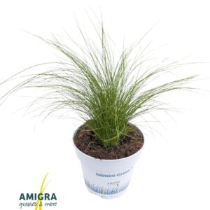 Stipa tenuifolia Stipa tenuifolia 'Ponytails'
(15 Plants/Order)(10.5cmP 30cmH)