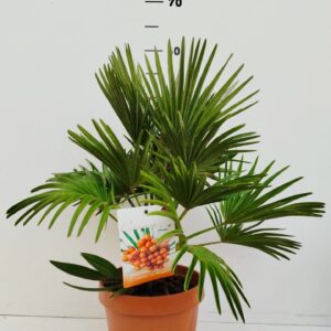 Chamaerops humilis Chamaerops vulcano
(1 Plants/Order)(19cmP 20cmH)