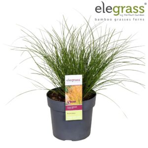 Carex testacea Prairie Fire Color G Carex testacea 'Prairie Fire' P19
(1 Plants/Order)(19cmP 50cmH)