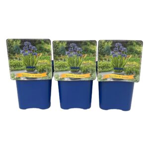 Agapanthus Dr. Brouwer Agapanthus 'Dr Brouwer' C5
(1 Plants/Order)(21cmP 35cmH)