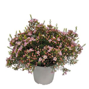 Chamelaucium Waxflower Purple Fem Bush
(6 Plants/Order)(17cmP 35cmH)