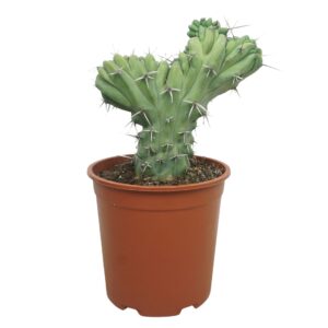 Cereus Myrtillocactus geometrizans cristaat 27 cm
(3 Plants/Order)(27cmP 35cmH)