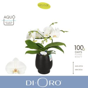 Phalaenopsis white more Ripsen Dioro Prestige 2 spike in Abruzzo Black Aquo
(3 Plants/Order)(12cmP 50cmH)